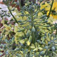 ブロッコリーの画像