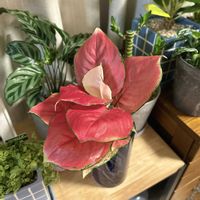 アグラオネマ,アグラオネマ ビューティー,リビング・ダイニングの画像