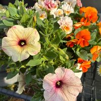 寄せ植え,ビオラとペチュニア　ティの画像