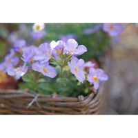 ステラ,ステラ スノーストーム グレイシアブルー,ミラーレス一眼,夜中にこっそり,PWの画像