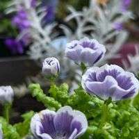 ムスカリ,ムスカリ,ムスカリ,ビオラ,ビオラの画像