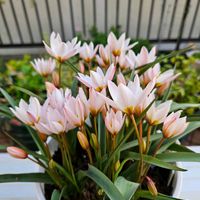 原種系チューリップ ヒルデ,鉢植え,明るい日陰,プランター,ガーデニング初心者の画像