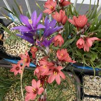 イキシア,イキシア・プミリオ,イキシア・ラメロサ,秋植え球根,山野草の画像