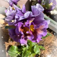 サフィニア,ガーデニング,種まきっ子,冬越し,小さな幸せ♡の画像