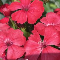 ナデシコ,散歩,頑張れ！,花が好き,徳島マラソンの画像