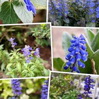 アジュガ,サルビア,ムスカリ,思い出,愛知県の画像