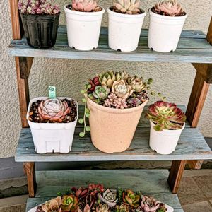 ポトシナ,オウンスロー,琥珀,アエオニウムジェイドポーズ,阮玲王の画像