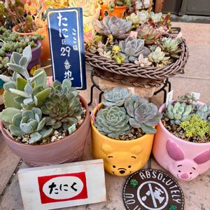 カランコエ,ルンヨニー,オリオン,オリオン,ギルバの画像