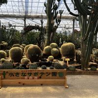 サボテンの画像