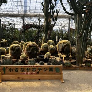サボテンの画像