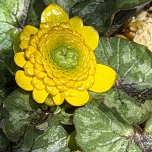 ハナニラ,ムスカリ,クリスマスロ－ズ,アマナ,八重咲きヒメリュウキンカの画像