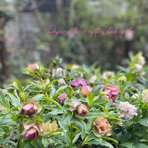 クリスマスローズ,パピエ クリスマスローズ,花郷園,クリスマスローズ  パピエ,ナチュラルガーデンの画像