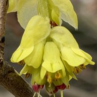 ツツジ,トサミズキ,花木,落葉低木,ツツジ科の画像