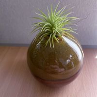 エアプランツ,一輪挿し,iPhone撮影,asingleflowervase,リビング・ダイニングの画像