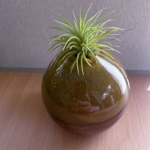 エアプランツ,一輪挿し,iPhone撮影,asingleflowervase,リビング・ダイニングの画像