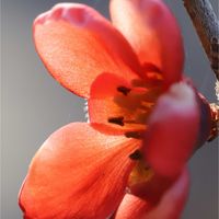 ボケ,ボケ,トキワマンサク,トキワマンサク,木瓜(ボケ)の画像