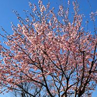 ヒトリシズカ,陽光桜,ﾊﾎﾞﾀﾝ,胴咲き桜A,胴咲きｻｸﾗの画像