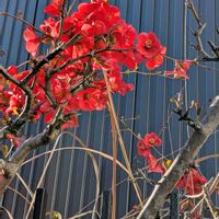 ボケ,ボケ,ルピナス,木瓜,木瓜(ボケ)の画像