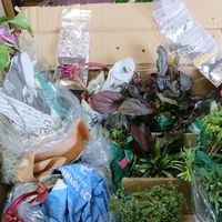 ガウラ,カモミール,クリスマスローズ,センニチコウ,リナリアの画像