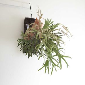 ビカクシダ ウィリンキー 'ジェイド ガール',子株,観葉植物,シダ植物,成長記録の画像