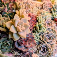 桜吹雪,多肉植物,葉挿し,多肉寄せ植え,実生苗の画像