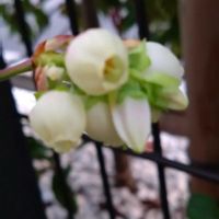 ブルーベリー,ブルーベリー,ブルーベリーのお花,ブルーベリーのお花,ブルーベリーのお花の画像