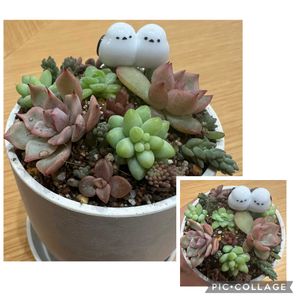 多肉,新玉つづり,新玉つづり（ビアホップ）,新玉つづり（ビアホップ）, ブロンズ姫の画像