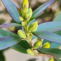 ハゴロモジャスミン,オステオスペルマム,エリシマム スプリングパーティー,カロライナ ジャスミン,可愛い蕾たちの画像