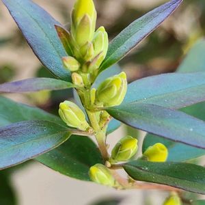 ハゴロモジャスミン,オステオスペルマム,エリシマム スプリングパーティー,カロライナ ジャスミン,可愛い蕾たちの画像