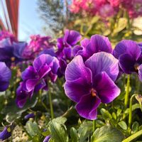 メゾン・ド・ビオラ "青魔導士",寄せ植え,青い空,繋がりに感謝✨,平和を願う☆の画像