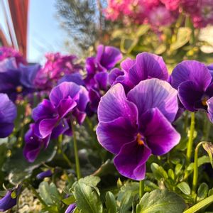 メゾン・ド・ビオラ "青魔導士",寄せ植え,青い空,繋がりに感謝✨,平和を願う☆の画像