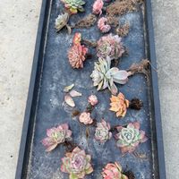 多肉植物,放置苗の画像