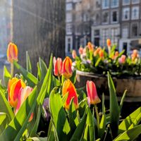 スイセン,水仙,八重桜,原種チューリップ,アムステルダムの画像