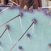 ボンビシナ,翠平丸,パロディア属,オプンチア マクロケントラ,パロジア ブイニンギーの画像