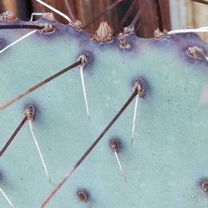 ボンビシナ,翠平丸,パロディア属,オプンチア マクロケントラ,パロジア ブイニンギーの画像