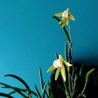 デンドロビウム,デンドロビウム ストリオラタ,ミニ洋蘭,洋蘭,洋ランの画像