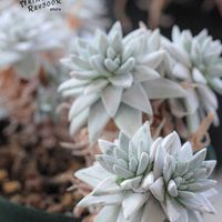 ダドレア,タニラー,ダドレア属,その他部屋の画像