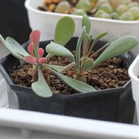 塊根植物,オトンナ属,コーデックス,根塊植物,タニラーの画像