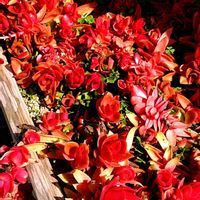 火祭り,チョビ,ジャガイモの畑,カフェ✨,アオサ養殖場の画像