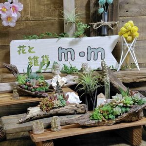 多肉植物と流木の寄せ植え,多肉植物,多肉植物寄せ植え,ハンドメイド,繋がりに感謝✨の画像