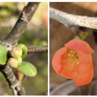 シバザクラ,シャリンバイ,ボケ,花うらら,クサボケの画像