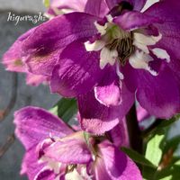 デルフィニウム,デルフィニウム,花のある暮らし,GSに感謝。,幸福の画像