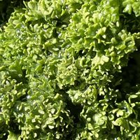 パセリ,大地からの恵みに感謝,グリーンで癒されてね,家庭菜園の画像