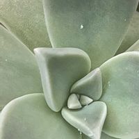 多肉植物,多肉ちゃん,花を通じて愛と平和を,グリーンで癒されてねの画像