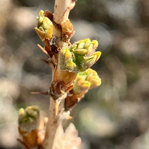 グズベリー,グズベリー,挿し木,癒し,はるが来た！の画像