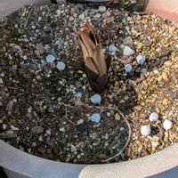 カサブランカ,カサブランカ,シャクヤク,シャクヤク,ヒュウガミズキの画像