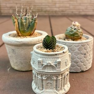 サボテン,キムナッキー,アガベ,ロフォフォラ,銀冠玉の画像