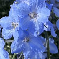 デルフィニウムの画像