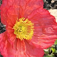 ポピー,日曜ビタミンカラー♪,花を通じて愛と平和を,ほら、綺麗な花でしょ！の画像