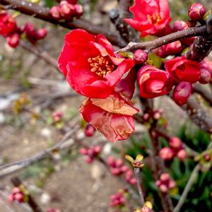 ボケ,ヒボケ 緋木瓜,落葉低木,植栽,バラ科の画像